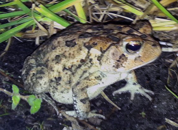 Southern-Toad